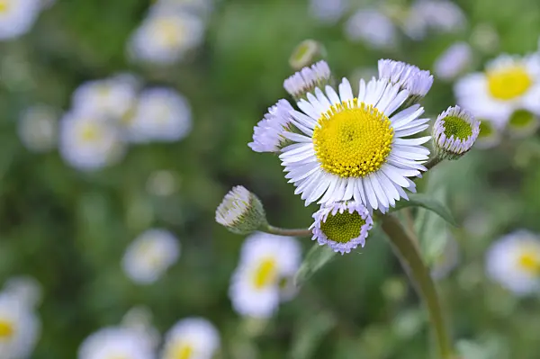 472131 - Robin's plantain (Erigeron pulchellus)