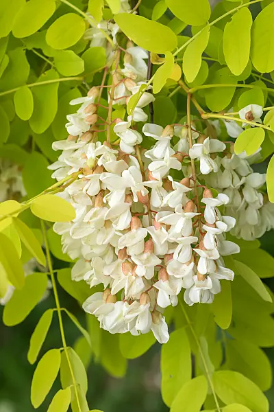 664391 - Robinier faux-acacia (Robinia pseudoacacia 'Frisia')
