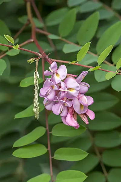 664390 - Robinier (Robinia hispida 'Purpurwolke')