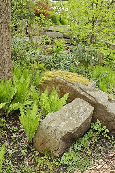 471183 - Rock garden with ferns and boulders