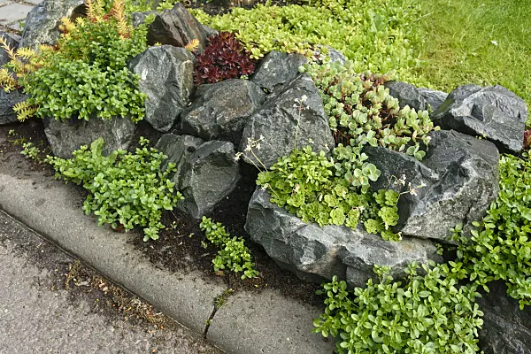 556048 - Rock garden with succulent plants