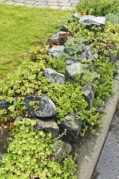 556049 - Rock garden with succulent plants