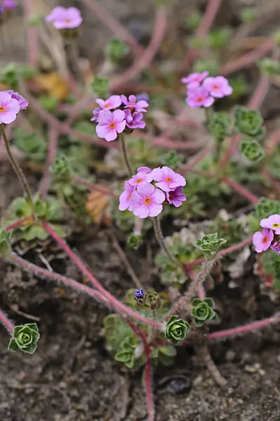 484035 - Rock jasmine (Androsace mucronifolia)