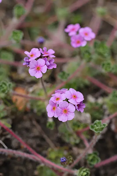 484036 - Rock jasmine (Androsace mucronifolia)