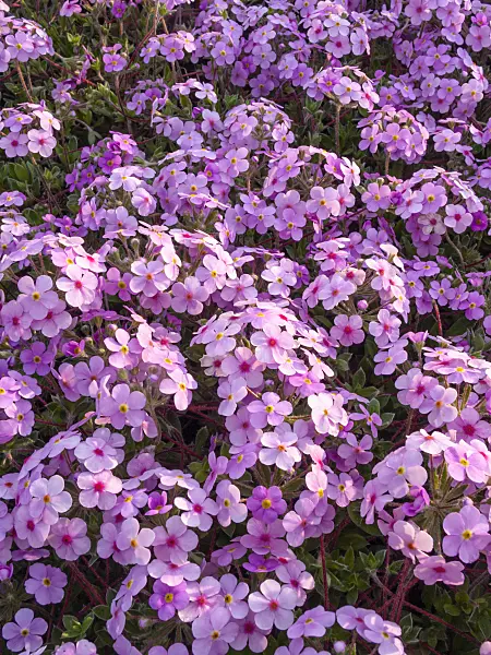 401199 - Rock jasmine (Androsace sarmentosa)