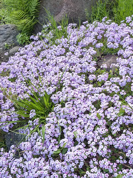 401207 - Rock jasmine (Androsace sarmentosa)
