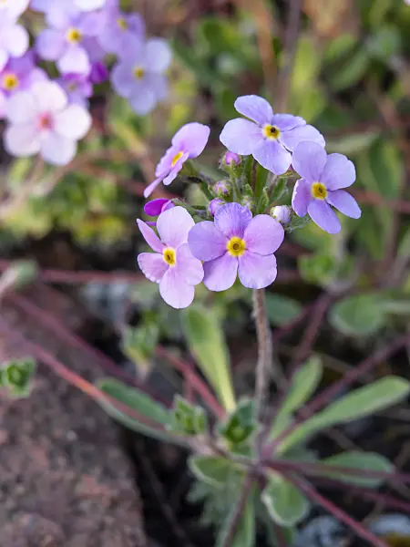 448052 - Rock jasmine (Androsace sarmentosa)