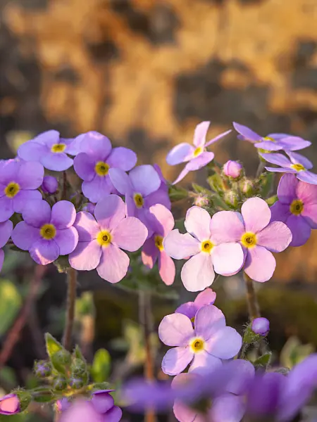448053 - Rock jasmine (Androsace sarmentosa)