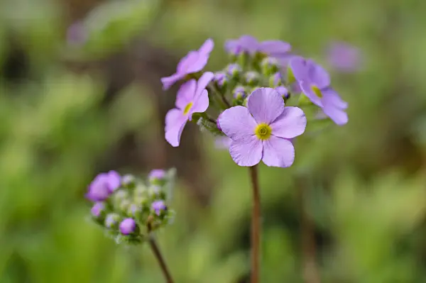 472073 - Rock jasmine (Androsace sarmentosa)