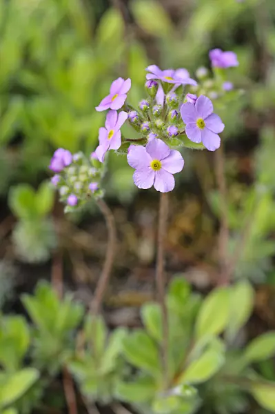 472074 - Rock jasmine (Androsace sarmentosa)