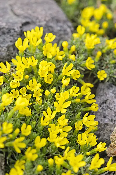 519132 - Rock jasmine (Androsace vitaliana syn. Vitaliana primuliflora)