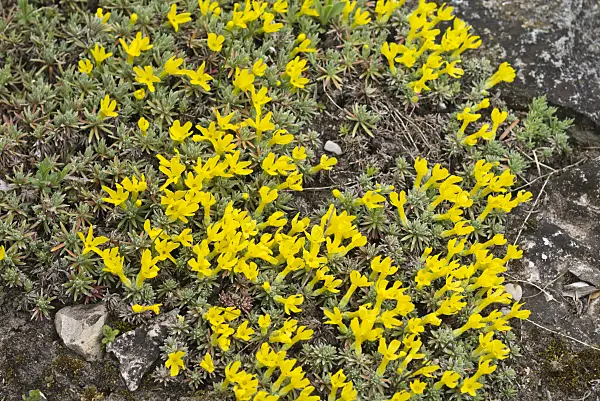 555113 - Rock jasmine (Androsace vitaliana syn. Vitaliana primuliflora)