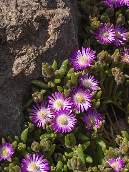 403060 - Rock purslane (Calandrinia umbellata)