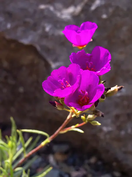 439393 - Rock purslane (Calandrinia umbellata)