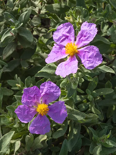 424012 - Rock rose (Cistus albidus)