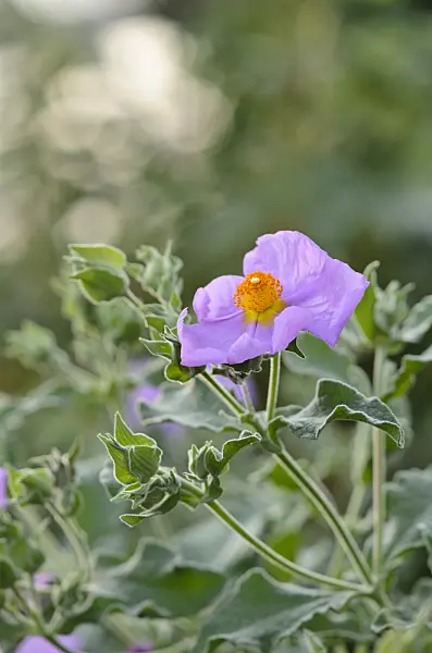 519006 - Rock rose (Cistus albidus)