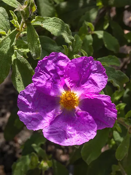 414166 - Rock rose (Cistus heterophyllus)