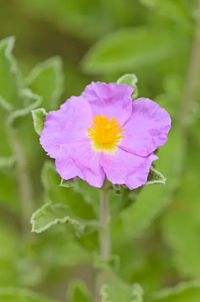 535224 - Rock rose (Cistus incanus)