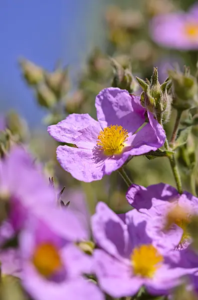 533060 - Rock rose (Cistus incanus subsp. creticus)