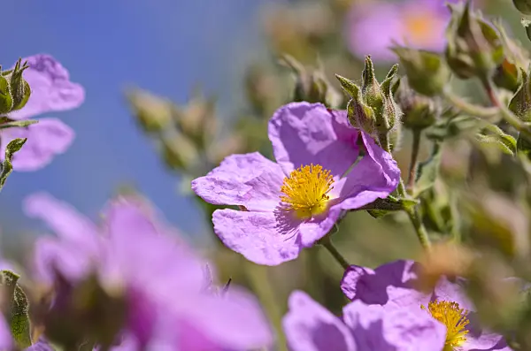 533061 - Rock rose (Cistus incanus subsp. creticus)