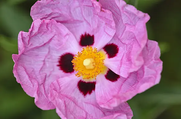 521161 - Rock rose (Cistus x purpureus 'Betty Taudevin')