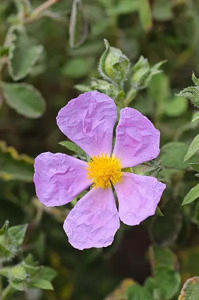 472101 - Rock rose (Cistus x skanbergii)
