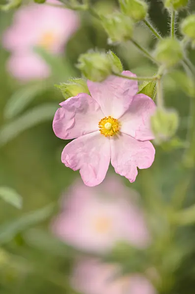 531199 - Rock rose (Cistus x skanbergii)