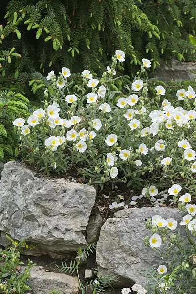 557005 - Rock rose (Helianthemum Eisbär)