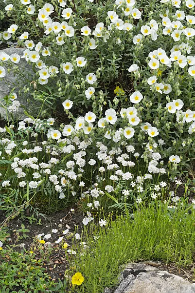 557004 - Rock rose (Helianthemum Eisbär) and campion (Silene saxifraga)
