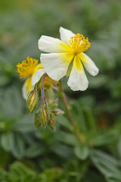 476263 - Rock rose (Helianthemum Elfenbeinglanz)