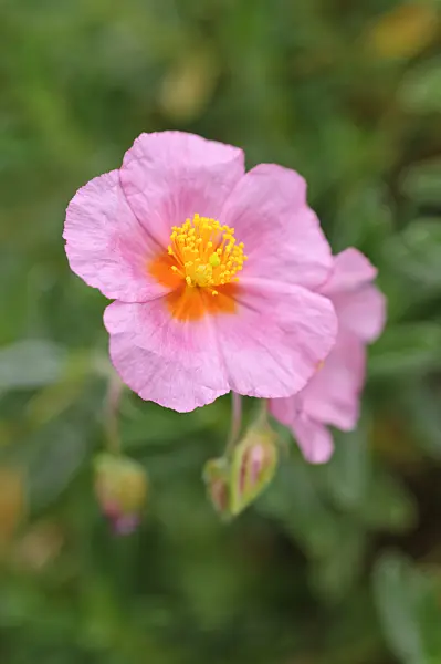 476261 - Rock rose (Helianthemum Lawrenson's Pink)