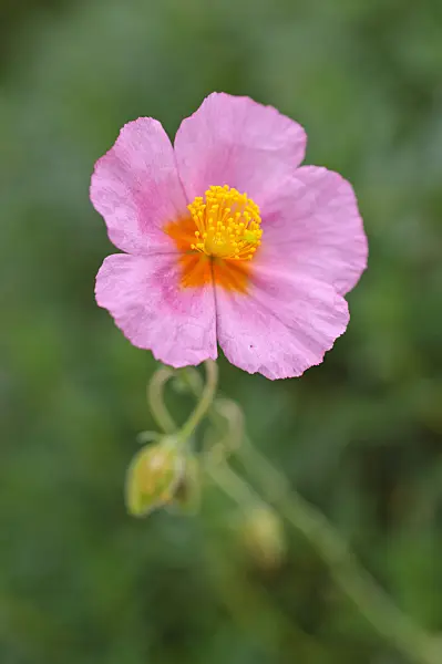 476262 - Rock rose (Helianthemum Lawrenson's Pink)