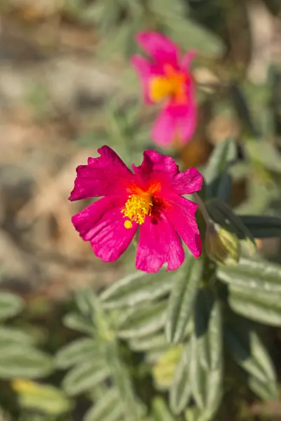 609054 - Rock rose (Helianthemum Lawrenson's Pink)