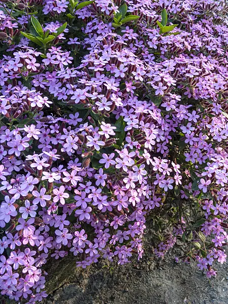 413053 - Rock soapwort (Saponaria ocymoides)