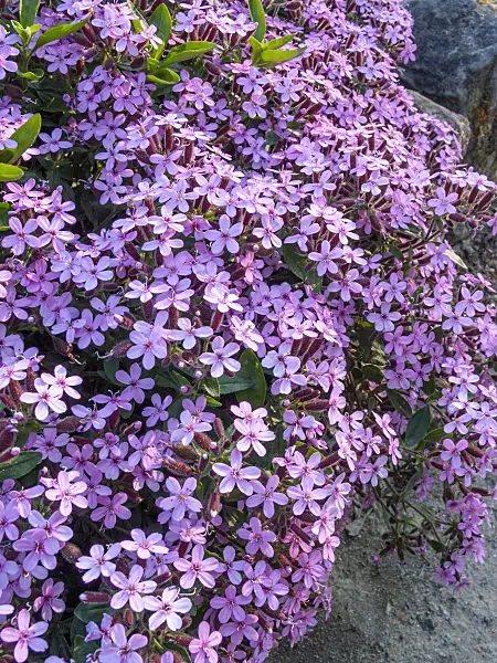 413054 - Rock soapwort (Saponaria ocymoides)