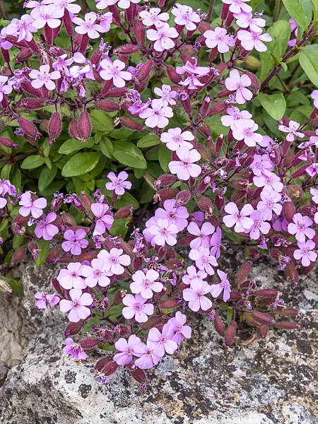 426068 - Rock soapwort (Saponaria ocymoides)