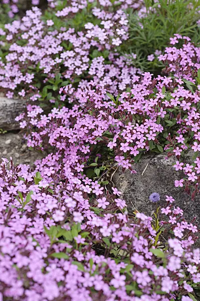 484259 - Rock soapwort (Saponaria ocymoides)