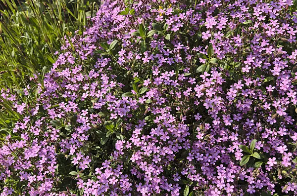 496200 - Rock soapwort (Saponaria ocymoides)