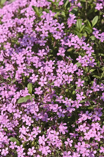 496201 - Rock soapwort (Saponaria ocymoides)