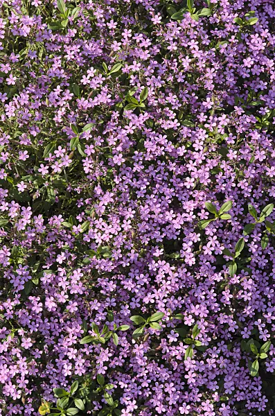 496202 - Rock soapwort (Saponaria ocymoides)