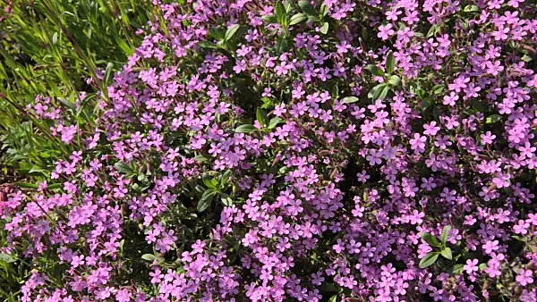 496219 - Rock soapwort (Saponaria ocymoides)