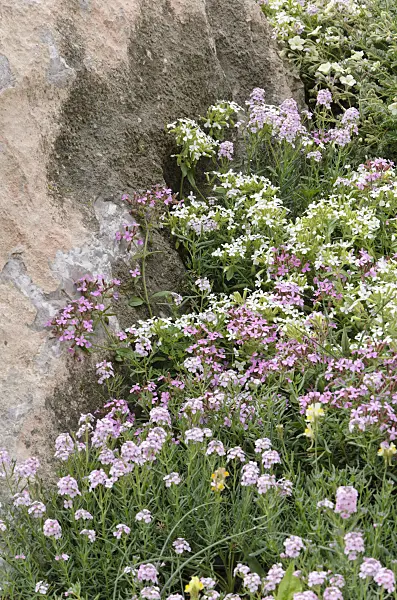 508239 - Rock soapwort (Saponaria ocymoides)