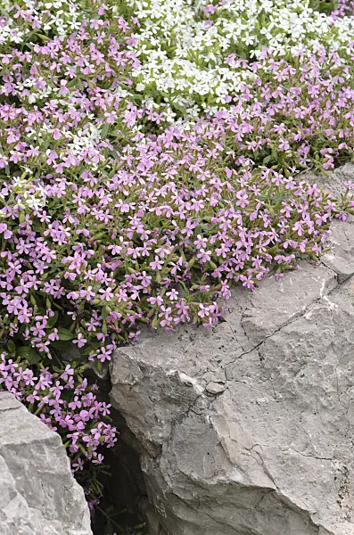 508240 - Rock soapwort (Saponaria ocymoides)