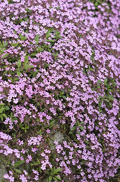 545025 - Rock soapwort (Saponaria ocymoides)