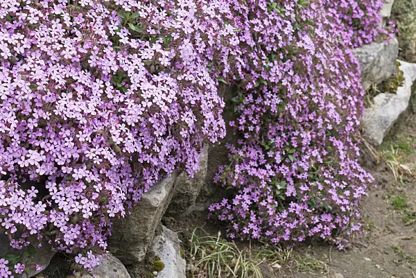 557010 - Rock soapwort (Saponaria ocymoides)