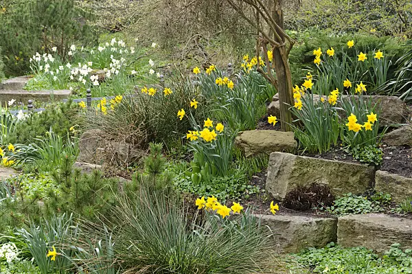 471091 - Rockery with daffodils
