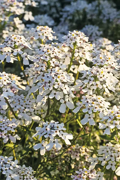 391038 - Rocket candytuft (Iberis amara)