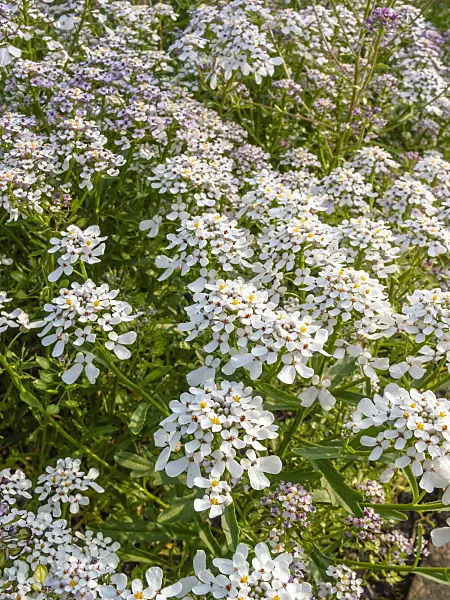402056 - Rocket candytuft (Iberis amara)