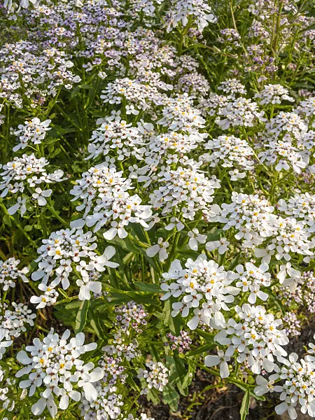 402057 - Rocket candytuft (Iberis amara)