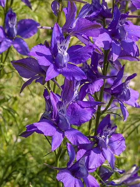 414179 - Rocket larkspur (Consolida ajacis)